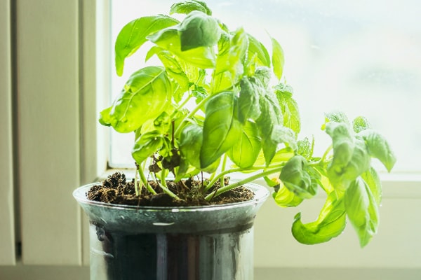 8 Indoor Plants that Purify the Air so you can Breathe easy